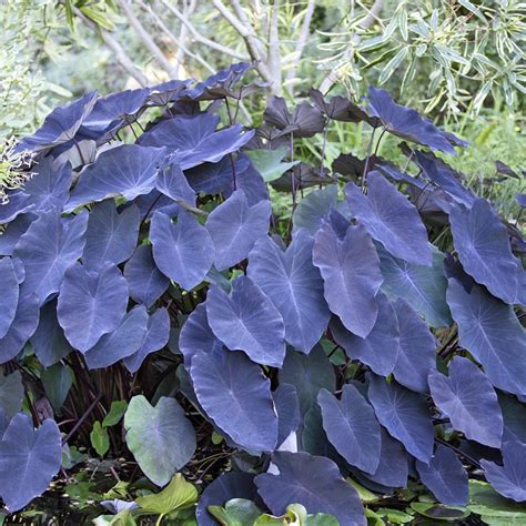 Black magic revealed: Uncovering the mysteries of Cooocasia esculennta black magic